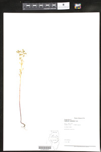 Euphorbia spathulata image