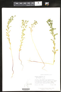 Euphorbia spathulata image