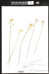Euphorbia spathulata image