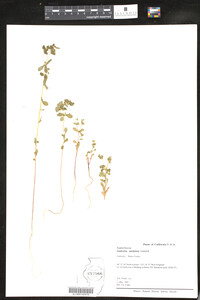 Euphorbia spathulata image