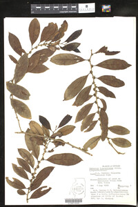 Image of Gelonium lanceolatum