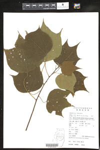 Image of Mallotus microcarpus