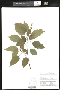 Image of Mallotus repandus var. chrysocarpus