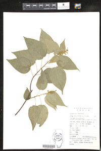 Mallotus repandus var. chrysocarpus image