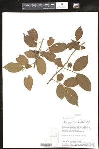Margaritaria nobilis image