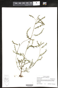 Phyllanthus debilis image