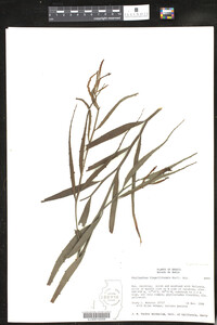 Image of Phyllanthus flagelliformis