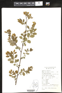 Phyllanthus glaucus image