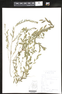 Phyllanthus matsumurae image