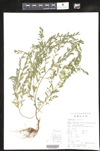 Phyllanthus matsumurae image