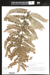 Image of Phyllanthus mimosoides
