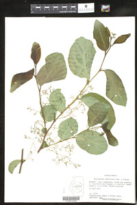 Image of Phyllanthus tequilensis