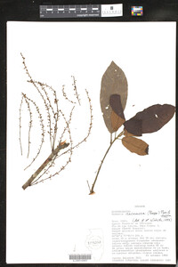 Image of Richeria racemosa