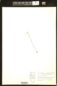 Utricularia subulata image