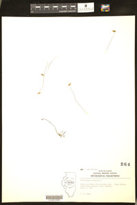 Utricularia subulata image
