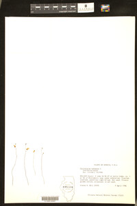 Utricularia subulata image