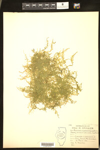 Image of Vesicularia amphibola