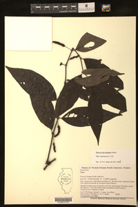 Piper nigrispicum image