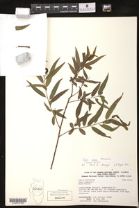 Salix nigra image