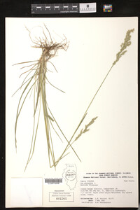 Poa pratensis image