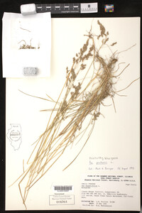 Poa pratensis image