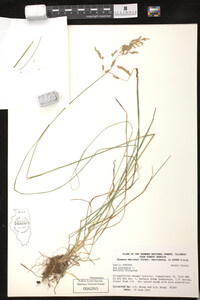 Poa pratensis image