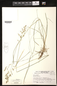 Poa pratensis image