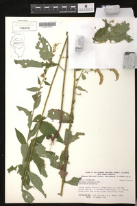 Solidago ulmifolia image