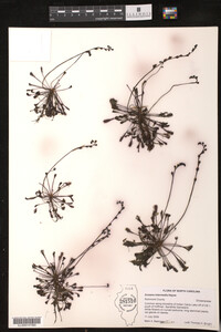 Drosera intermedia image