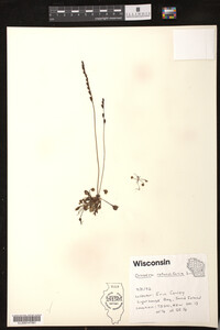 Drosera rotundifolia image
