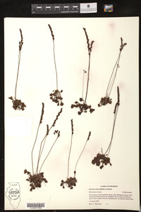 Drosera rotundifolia image