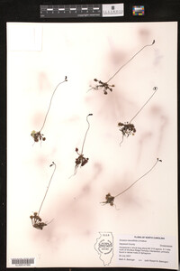 Drosera rotundifolia image