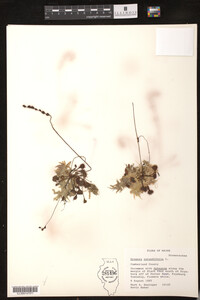 Drosera rotundifolia image