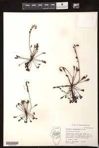Drosera intermedia image