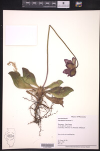 Sarracenia purpurea image