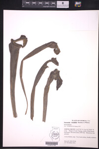 Media resource of Sarracenia oreophila
