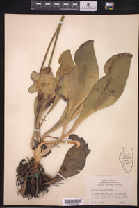 Sarracenia purpurea image
