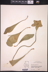Sarracenia purpurea image