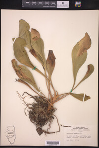 Sarracenia purpurea image