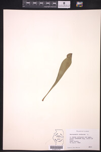 Sarracenia purpurea image