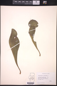 Sarracenia purpurea image