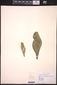 Sarracenia purpurea image