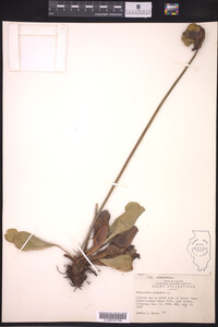 Sarracenia purpurea image
