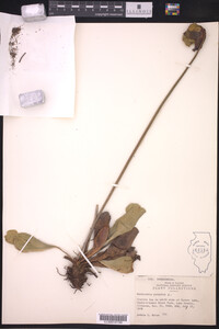 Sarracenia purpurea image