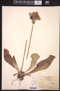 Sarracenia purpurea image