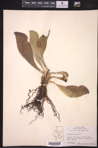 Sarracenia purpurea image