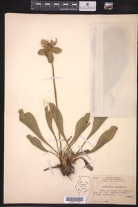 Sarracenia purpurea image