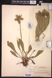 Sarracenia purpurea image