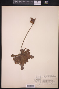 Sarracenia purpurea image
