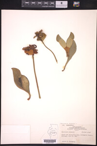 Sarracenia purpurea image